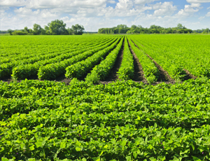 Green rows on field and bright sky